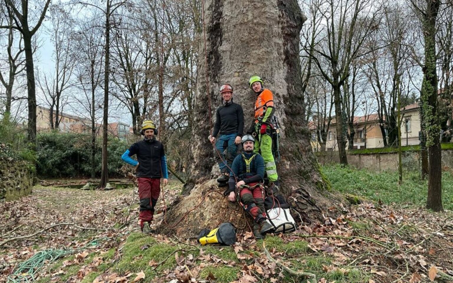 Nuovo sito web online di G.S. Tree Service